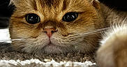 Quentin is registered to the contest to win money with this photo: cat, kitten, feline, golden_fur, fluffy, close_up, portrait, staring, large_eyes, whiskers, ears, nose, indoor, cozy, blanket, foreground, shallow_depth_of_field, dramatic_lighting, pet, animal