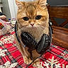 cat, ginger_cat, headphones, pet, animal, portrait, close_up, furry, whiskers, ears, eyes, sitting, indoor, blanket, tartan, red, festive, christmas, wooden_chair, home