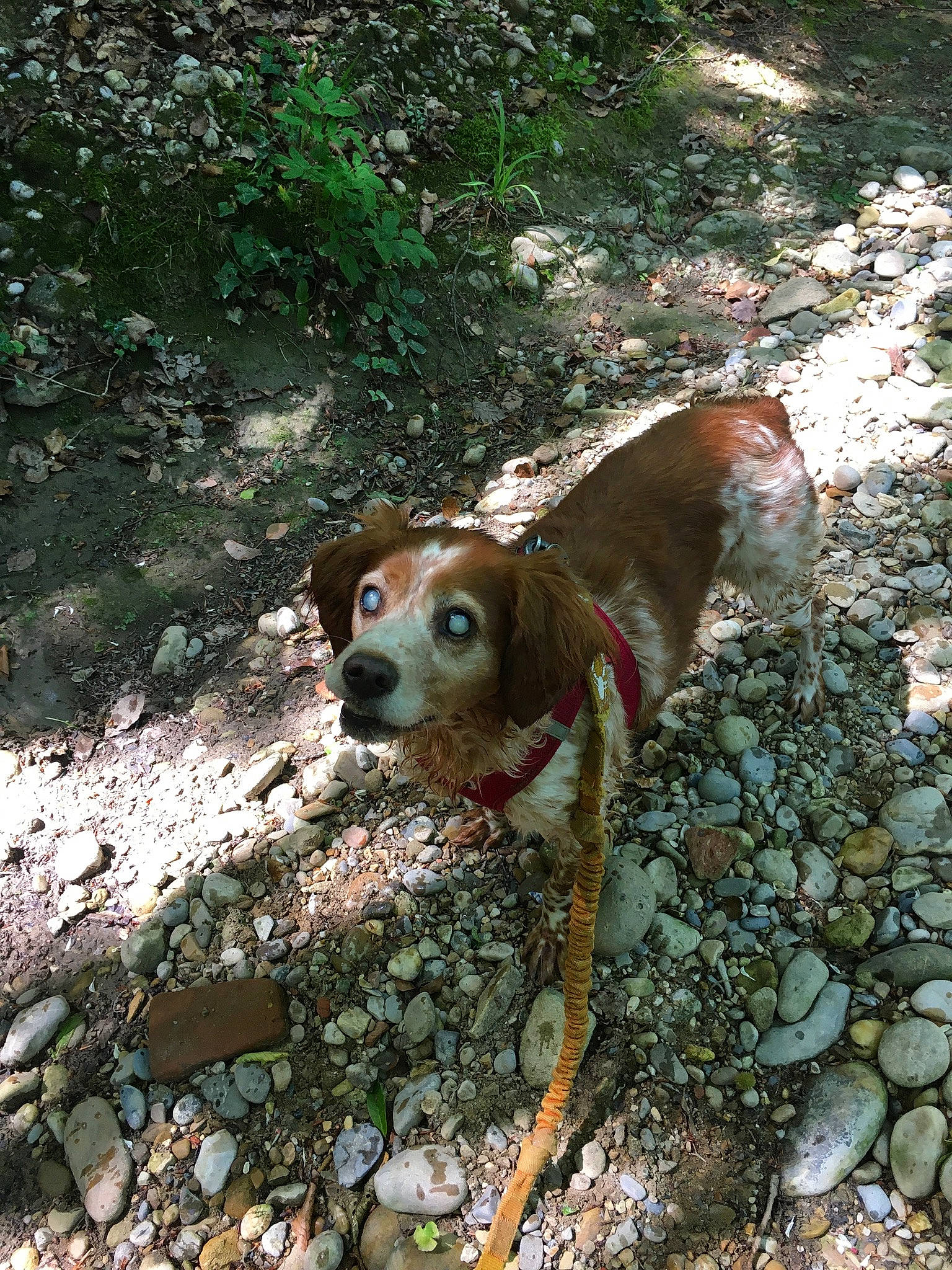 Tina participe au concours pour gagner de l'argent avec cette photo : bedrock, canidae, carnivore, collar, companion_dog, dog, dog_breed, dog_collar, fawn, gravel, hunting_dog, leash, liver, pebble, rock, rubble, snout, sporting_group, working_animal, working_dog