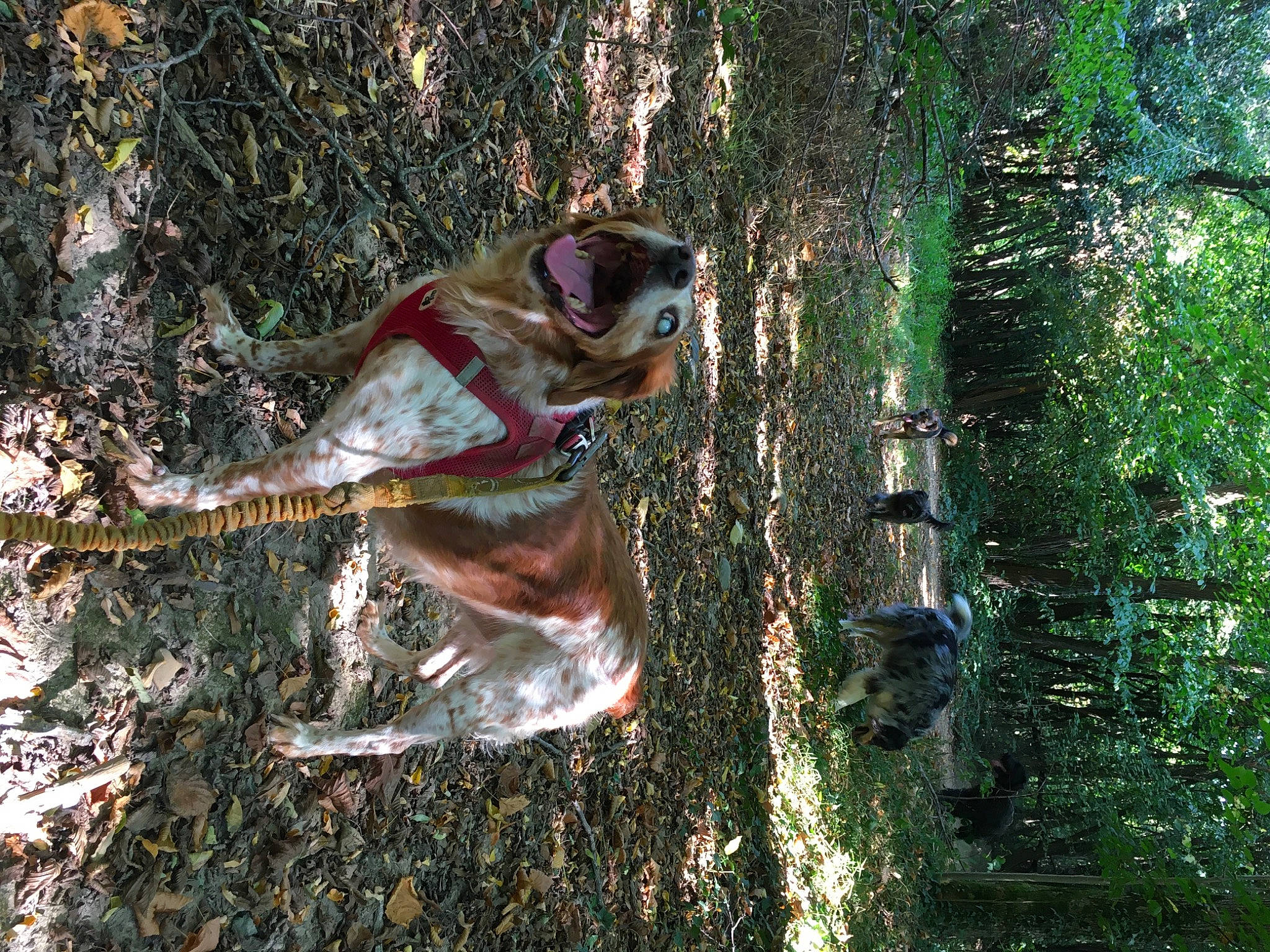 Tina a rejoint le concours — aidez-le/la à gagner de superbes lots ! canidae, carnivore, collar, companion_dog, dog, dog_breed, dog_collar, fawn, hunting_dog, liver, mammal, old_growth_forest, snout, sporting_group, sunlight, temperate_broadleaf_and_mixed_forest, trunk, woodland, working_animal, working_dog