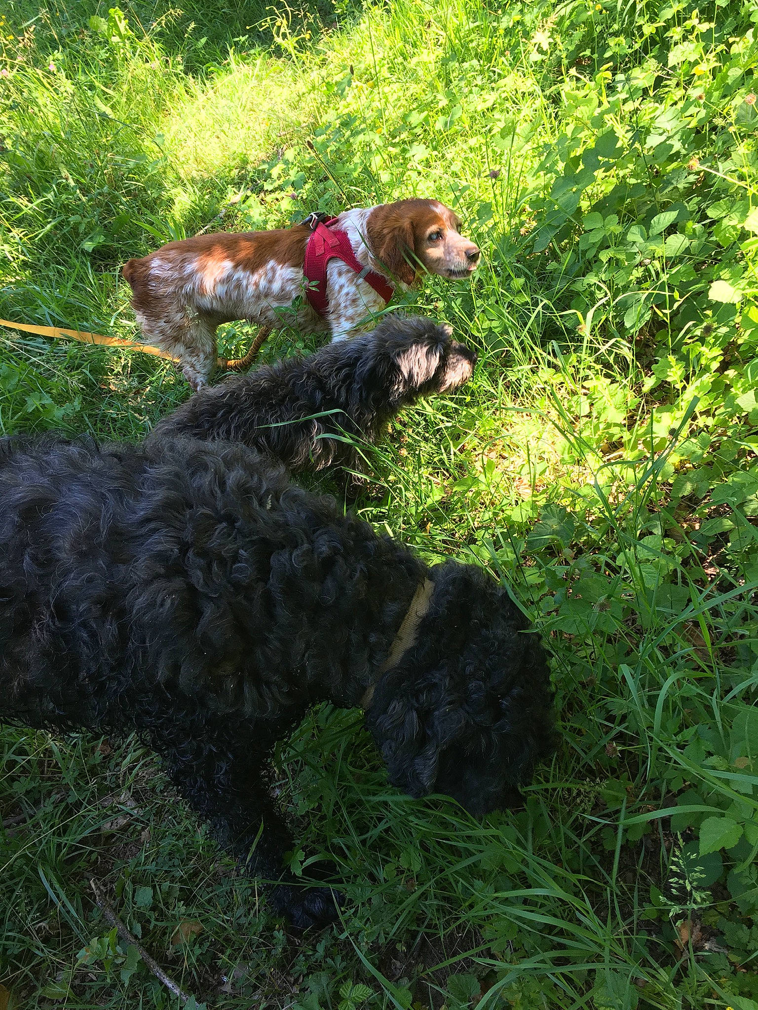 Tina participe au concours pour gagner de l'argent avec cette photo : canidae, carnivore, companion_dog, dog, dog_breed, fur, grass, gun_dog, hunting_dog, labradoodle, liver, mammal, sporting_group, vertebrate, water_dog, working_animal, working_dog