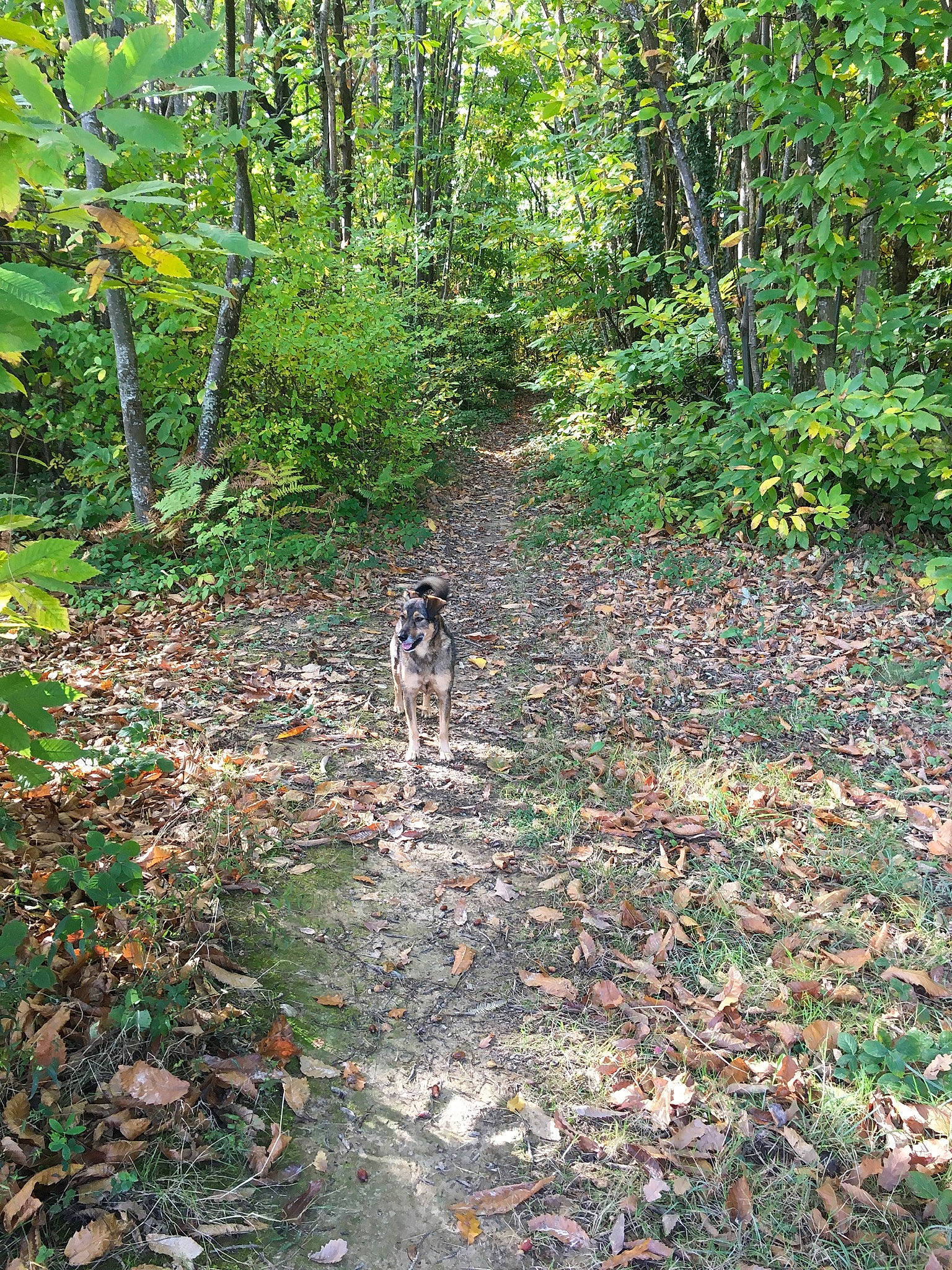 Lolotte participe au concours pour gagner de l'argent avec cette photo : biome, carnivore, deciduous, dog, dog_breed, forest, groundcover, grove, leaf, natural_environment, nature_reserve, northern_hardwood_forest, old_growth_forest, plant_community, soil, terrestrial_plant, trail, vegetation, wilderness, woodland