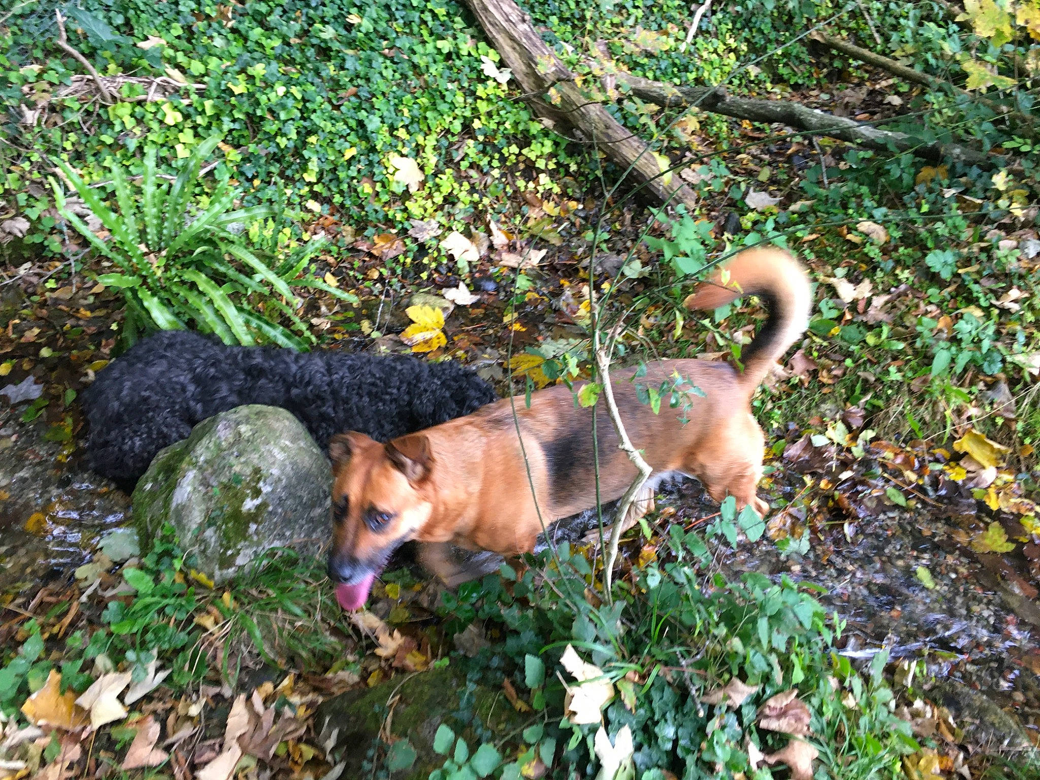 Ophibelle a rejoint le concours — aidez-le/la à gagner de superbes lots ! canidae, carnivore, collar, dog, dog_breed, fawn, groundcover, mammal, sporting_group, tail, working_animal, working_dog