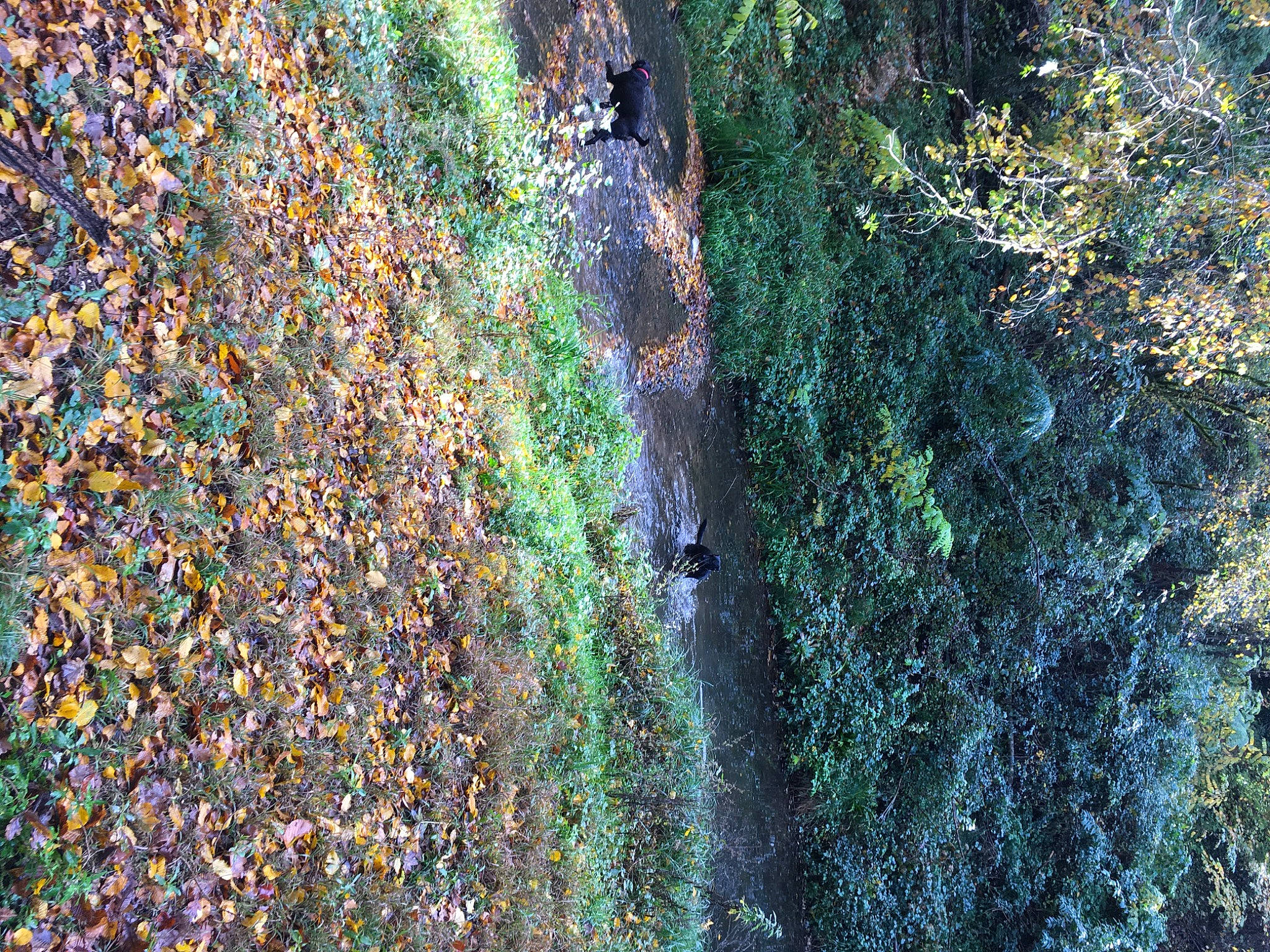 Ophibelle a rejoint le concours — aidez-le/la à gagner de superbes lots ! algae, green_algae, jungle, moss, non_vascular_land_plant, northern_hardwood_forest, old_growth_forest, rainforest, temperate_broadleaf_and_mixed_forest, valdivian_temperate_rain_forest