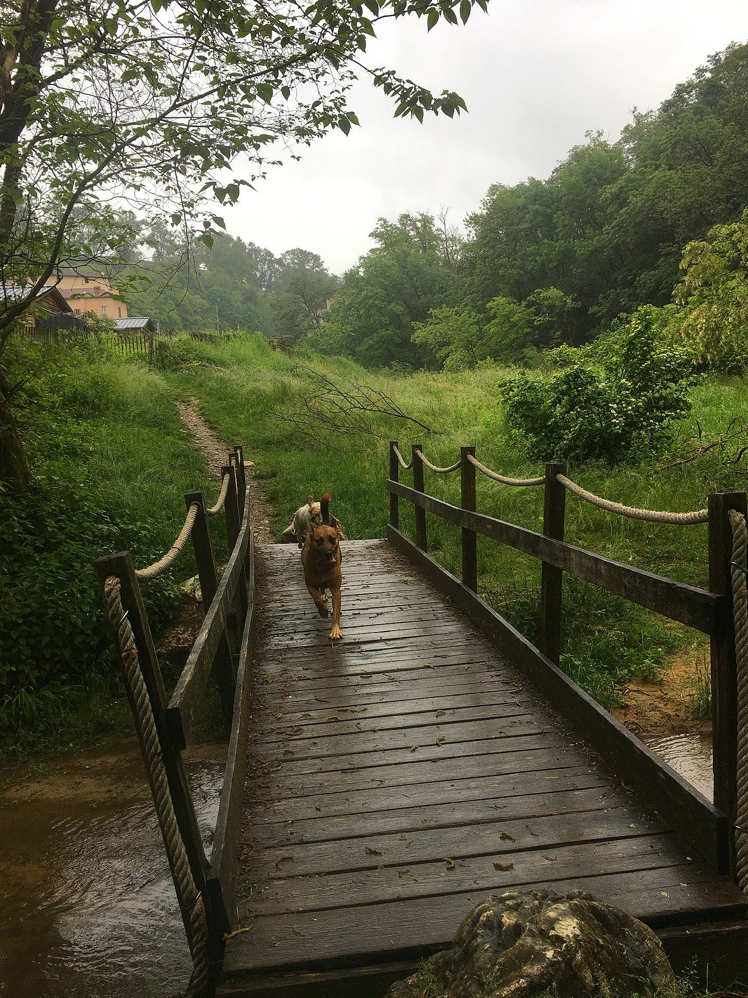 Ophibelle participe au concours pour gagner de l'argent avec cette photo : boardwalk, bridge, canal, canidae, carnivore, channel, dock, fence, guard_rail, handrail, log_bridge, nonbuilding_structure, path, rainforest, split_rail_fence, spring, walkway, wood