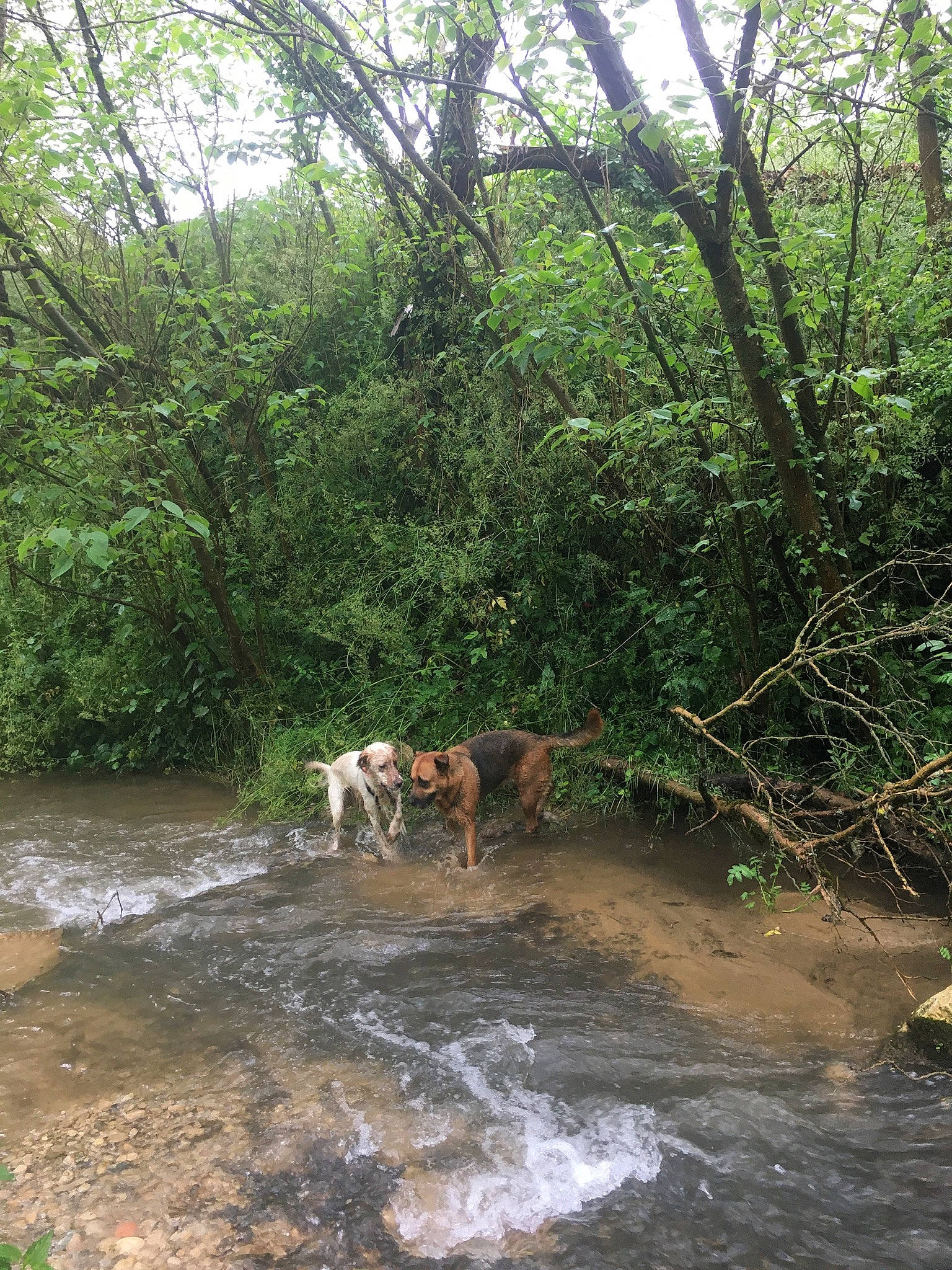 Ophibelle a rejoint le concours — aidez-le/la à gagner de superbes lots ! arroyo, bank, biome, carnivore, creek, fluvial_landforms_of_streams, forest, jungle, natural_environment, nature_reserve, riparian_forest, riparian_zone, river, stream, trunk, water_resources, watercourse, wetland, woodland, working_animal