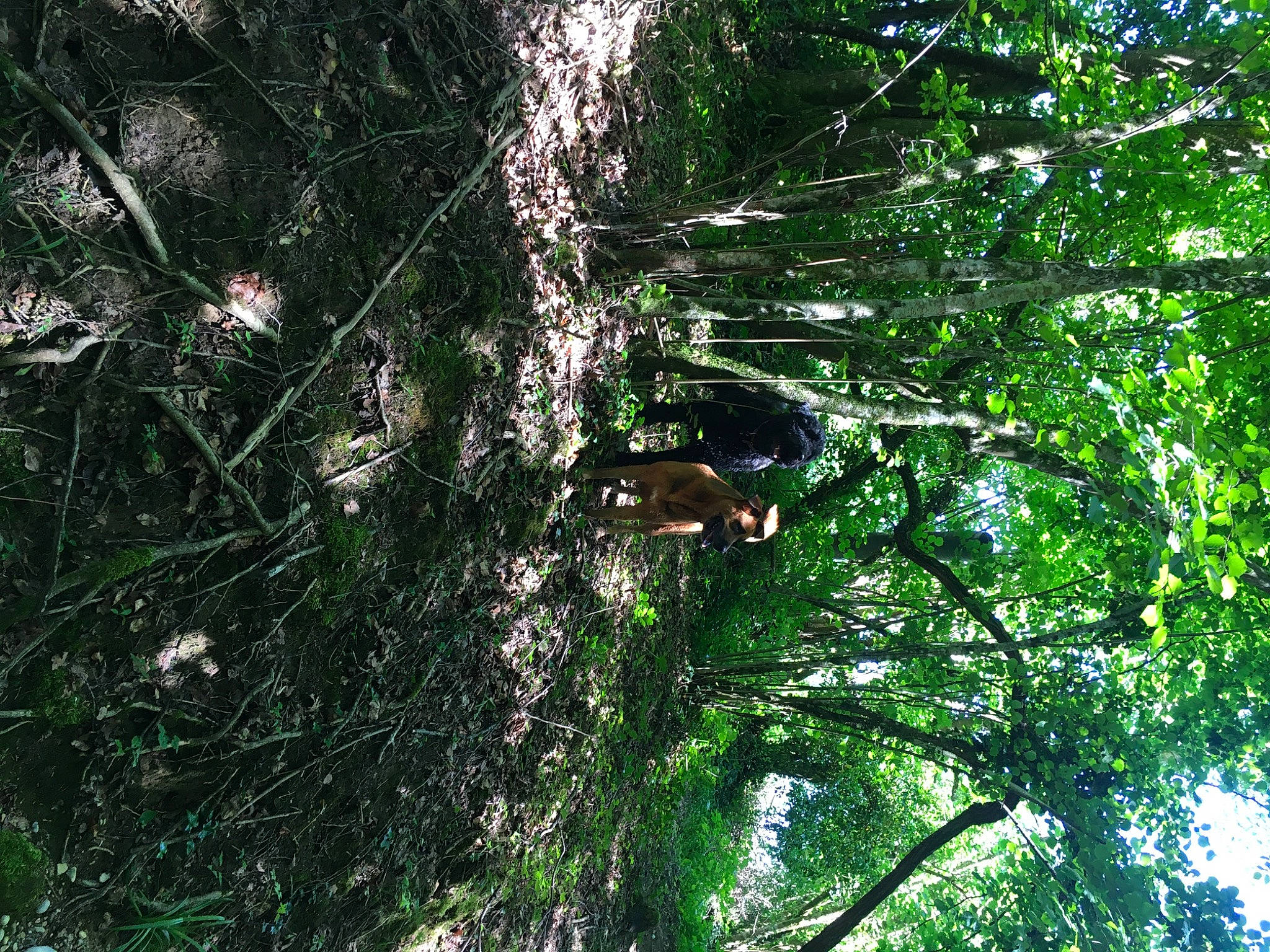 Ophibelle a rejoint le concours — aidez-le/la à gagner de superbes lots ! biome, branch, forest, jungle, nature_reserve, northern_hardwood_forest, old_growth_forest, organism, rainforest, sunlight, temperate_broadleaf_and_mixed_forest, terrestrial_plant, tropical_and_subtropical_coniferous_forests, trunk, twig, valdivian_temperate_rain_forest, vegetation, woodland