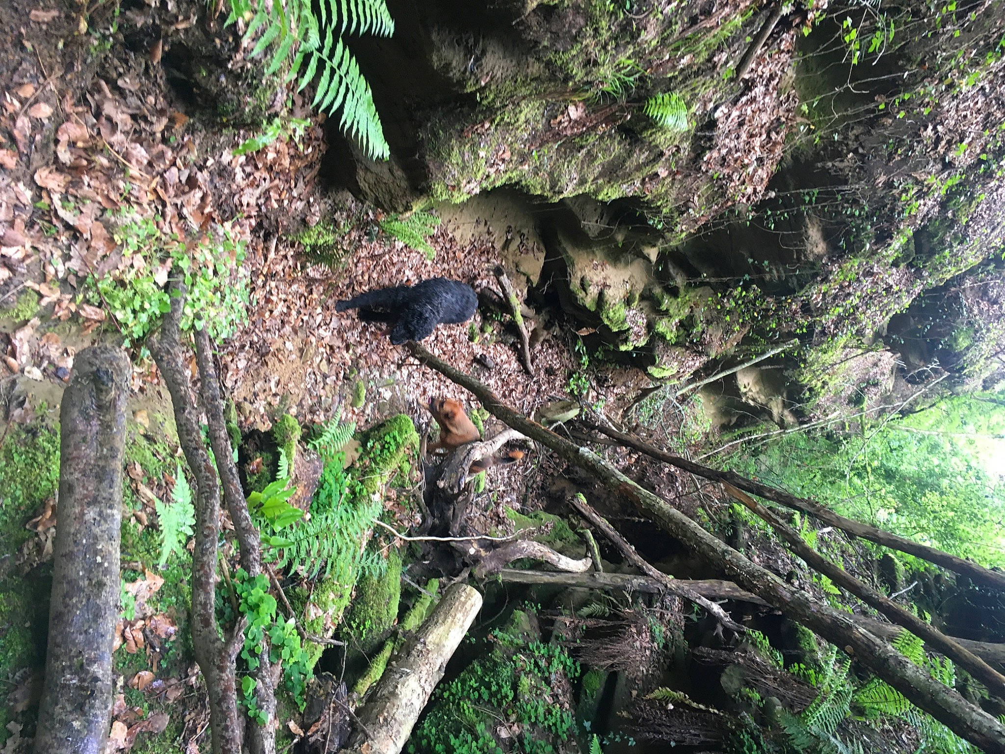 Moondo participe au concours pour gagner de l'argent avec cette photo : antarctic_flora, green_algae, groundcover, jungle, moss, non_vascular_land_plant, terrestrial_plant, trunk, valdivian_temperate_rain_forest, vascular_plant