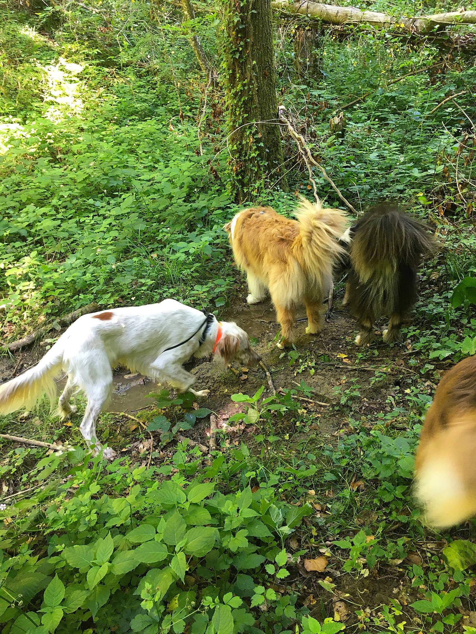 Moondo participe au concours pour gagner de l'argent avec cette photo : annual_plant, canidae, carnivore, companion_dog, dog_breed, fawn, fur, groundcover, lion, masai_lion, organism, sporting_group, tail, terrestrial_animal, vertebrate, wildlife, woodland