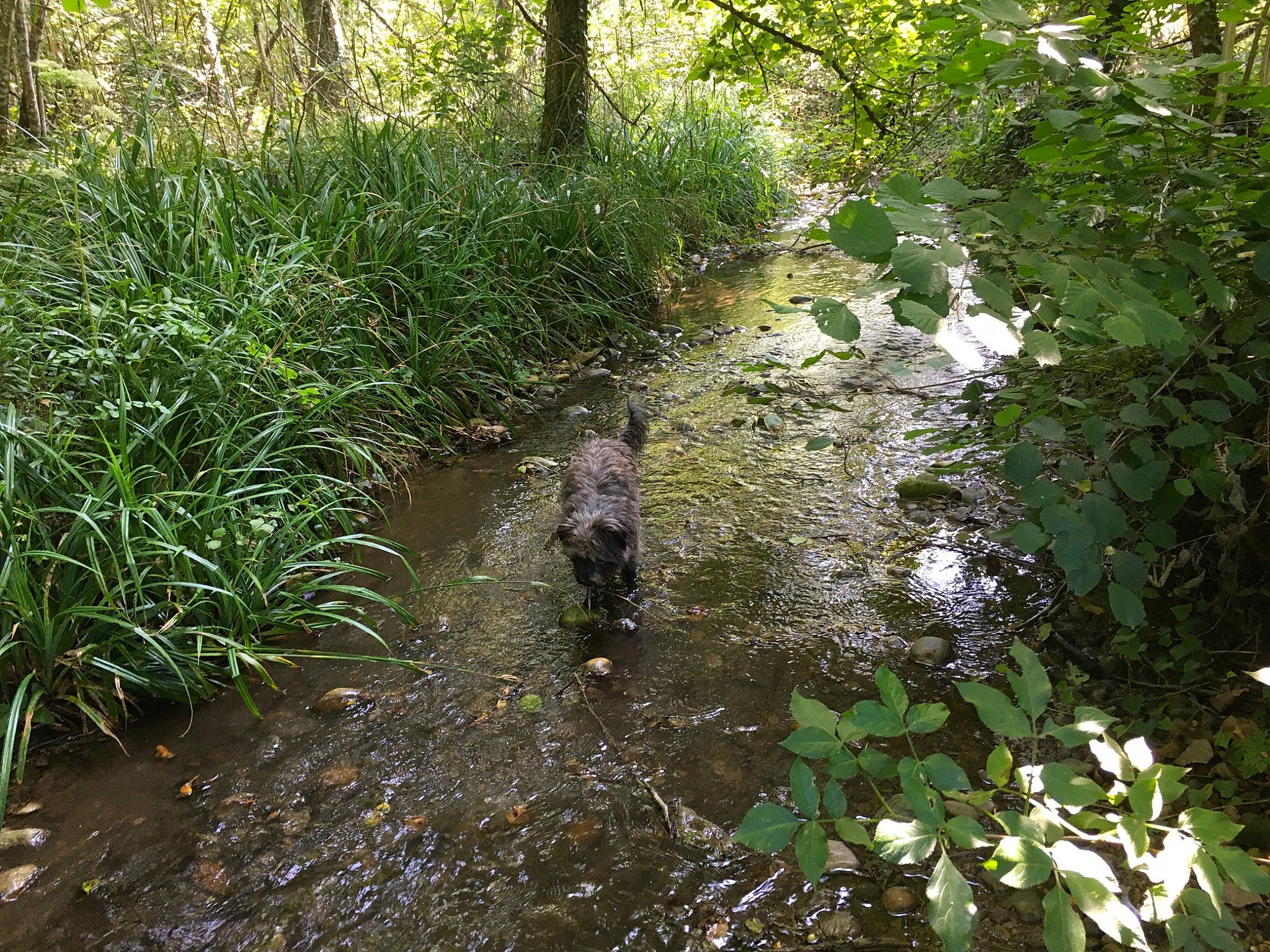 Moondo participe au concours pour gagner de l'argent avec cette photo : arroyo, bank, biome, body_of_water, bog, creek, ditch, fluvial_landforms_of_streams, forest, natural_environment, natural_landscape, nature_reserve, riparian_forest, riparian_zone, stream, stream_bed, vegetation, water_resources, watercourse, wetland
