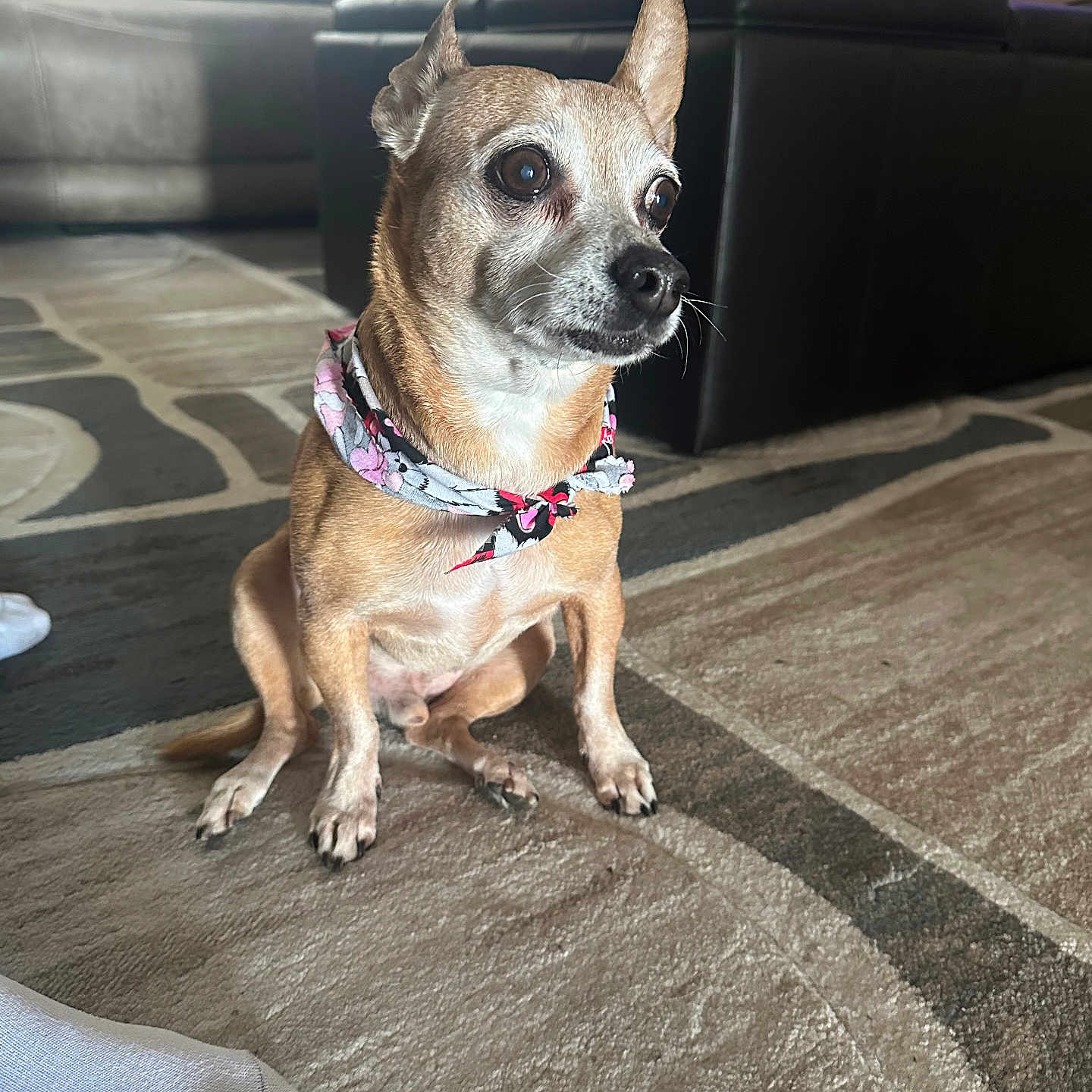 Lucky is registered to the contest to win money with this photo: alert, animal, bandana, brown_dog, carpet, couch, curious, dog, domestic_animal, floor, furniture, home, indoor, living_room, pet, sitting, small_dog, sofa, sunlight, window_blinds