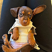 Bambi joined the competition — help win amazing prizes! puppy, dog, pet, brown, tan, sweater, clothing, lap, cute, animal, small, young, ears, paws, looking, person, relaxed, indoors, portrait, cozy