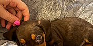 Bambi joined the competition — help win amazing prizes! puppy, dog, brown, blanket, hand, pet, cute, snuggle, cozy, soft, fur, animal, indoor, nail_polish, pink_nails, small, young, resting, comfort, relax