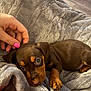 puppy, dog, brown, blanket, hand, pet, cute, snuggle, cozy, soft, fur, animal, indoor, nail_polish, pink_nails, small, young, resting, comfort, relax