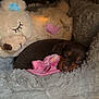 Bambi joined the competition — help win amazing prizes! puppy, dog, sleeping, plush_toy, stuffed_animal, blanket, soft, cozy, cute, brown, small, resting, indoors, pet, fur, snuggle, comfort, toy, heart, nap