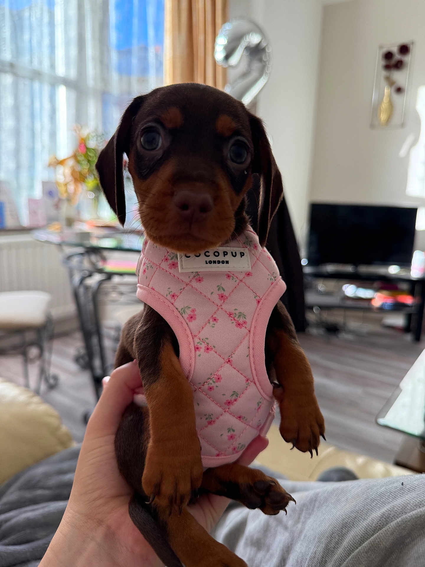 Bambi is registered to the contest to win money with this photo: puppy, dog, pet, cute, pink_harness, floral_pattern, hand_holding, indoor, living_room, furniture, television, window, curtains, table, floor, couch, home, animal, small, brown