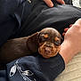 Bambi joined the competition — help win amazing prizes! puppy, dog, sleeping, brown, person, arm, clothing, sleeve, embroidery, resting, cute, pet, cozy, soft, closeup, nap, indoor, comfort, animal, furry
