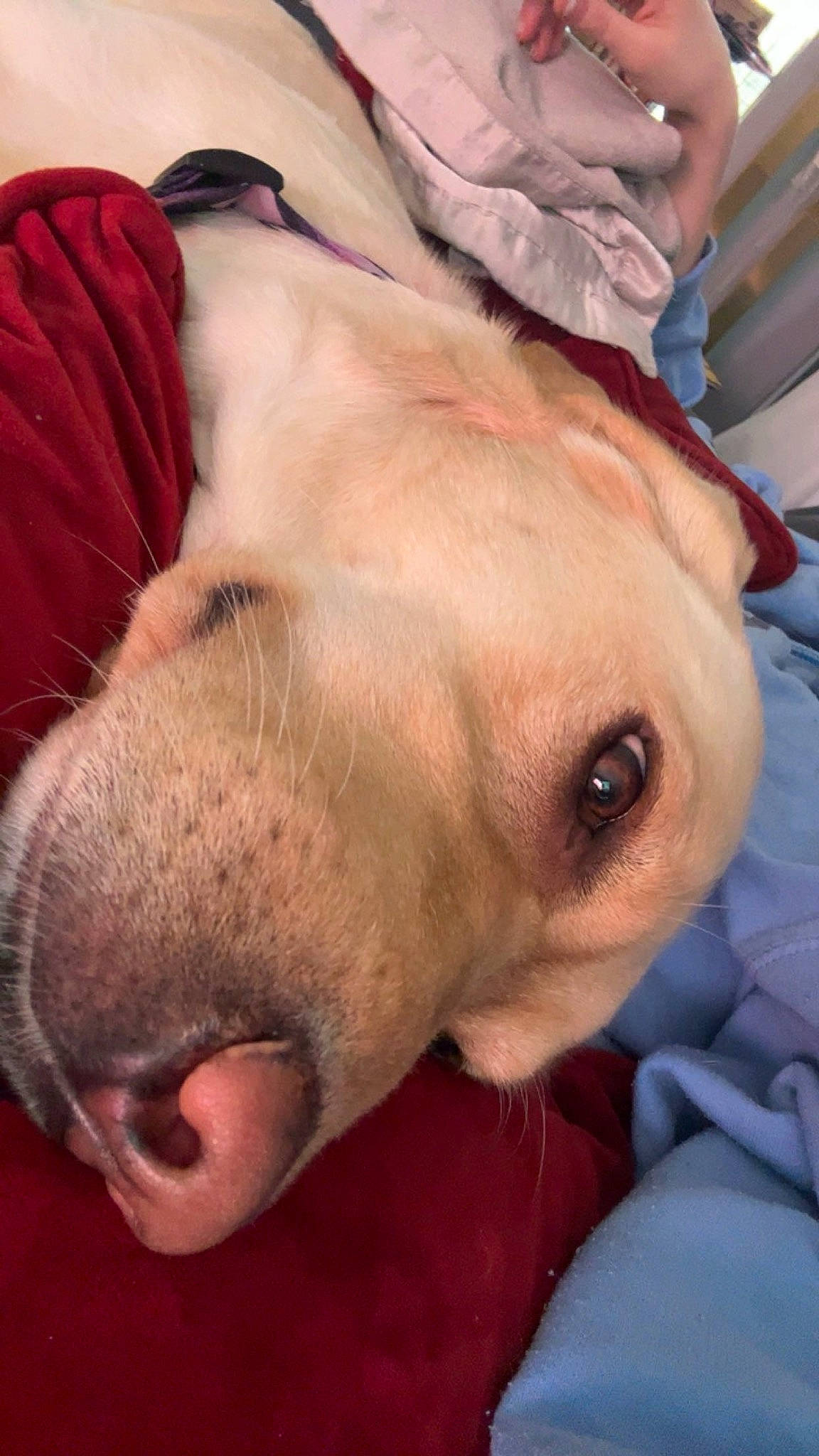 Sadie Mae joined the competition — help win amazing prizes! canidae, carnivore, close_up, collar, comfort, companion_dog, dog, dog_breed, ear, eye, fawn, head, jaw, liver, nose, snout, sporting_group, whiskers, working_animal, wrinkle