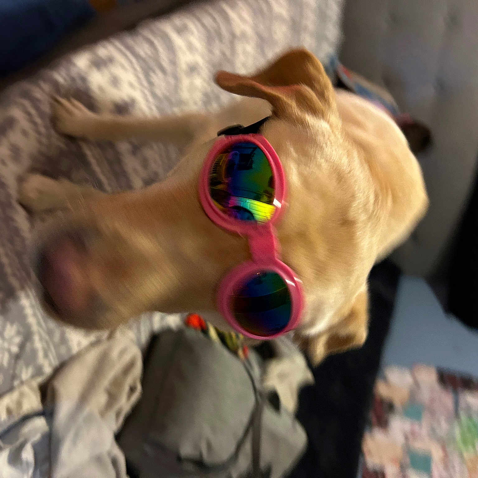 Sadie Mae joined the competition — help win amazing prizes! carnivore, collar, companion_dog, dog, dog_breed, dog_supply, ear, eyewear, fawn, goggles, jaw, mammal, personal_protective_equipment, snout, sunglasses, toy, vertebrate, vision_care, whiskers, working_animal