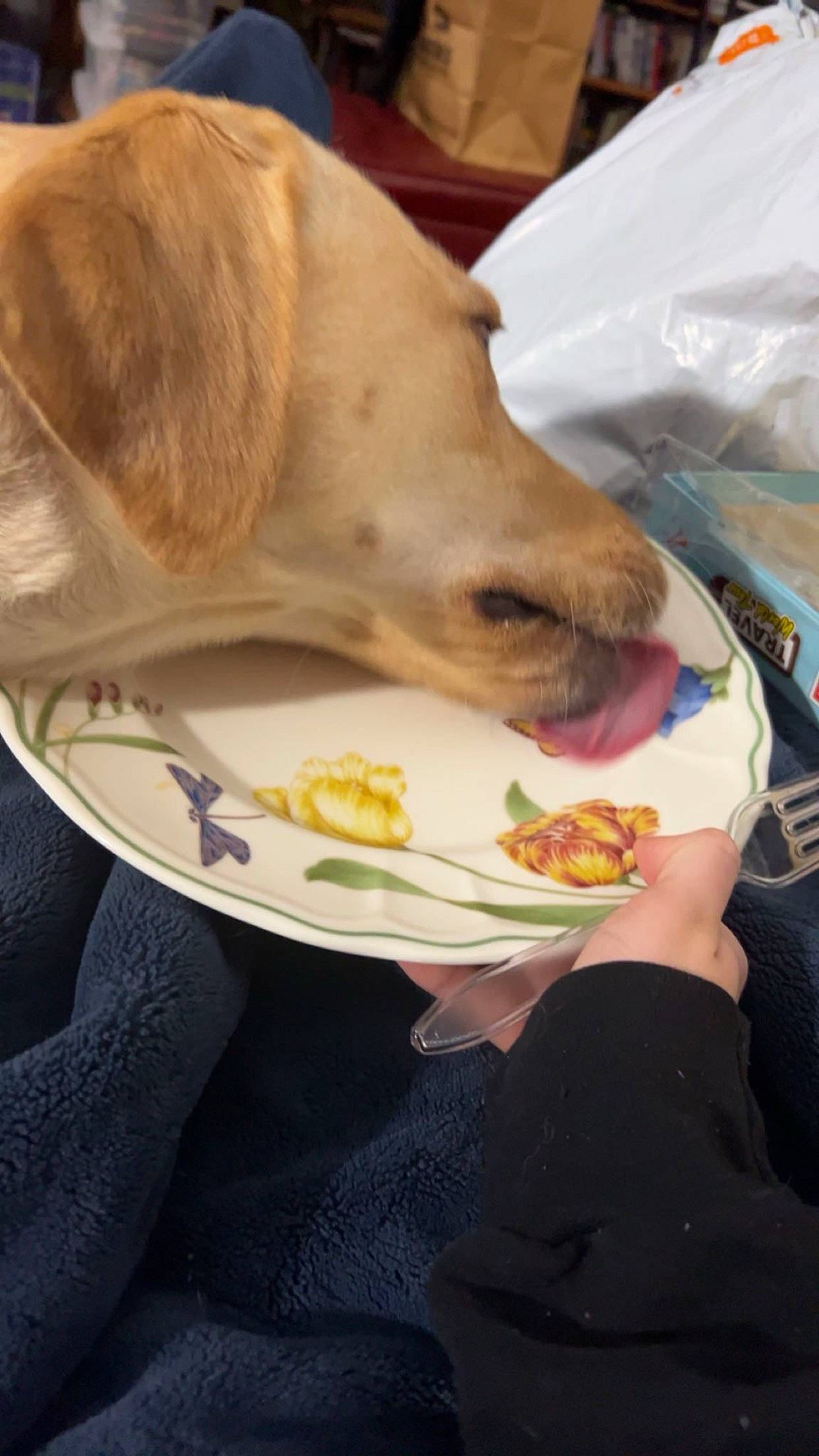 Sadie Mae joined the competition — help win amazing prizes! canidae, carnivore, collar, comfort, companion_dog, cuisine, dish, dog, dog_breed, fawn, felidae, ingredient, liver, recipe, small_to_medium_sized_cats, snout, sporting_group, tableware, whiskers, working_animal