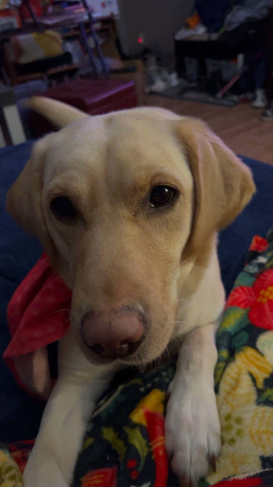 Sadie Mae joined the competition — help win amazing prizes! carnivore, chair, collar, companion_dog, dog, dog_breed, dog_collar, dog_supply, fawn, fur, gun_dog, pet_supply, retriever, snout, sporting_group, whiskers, working_animal