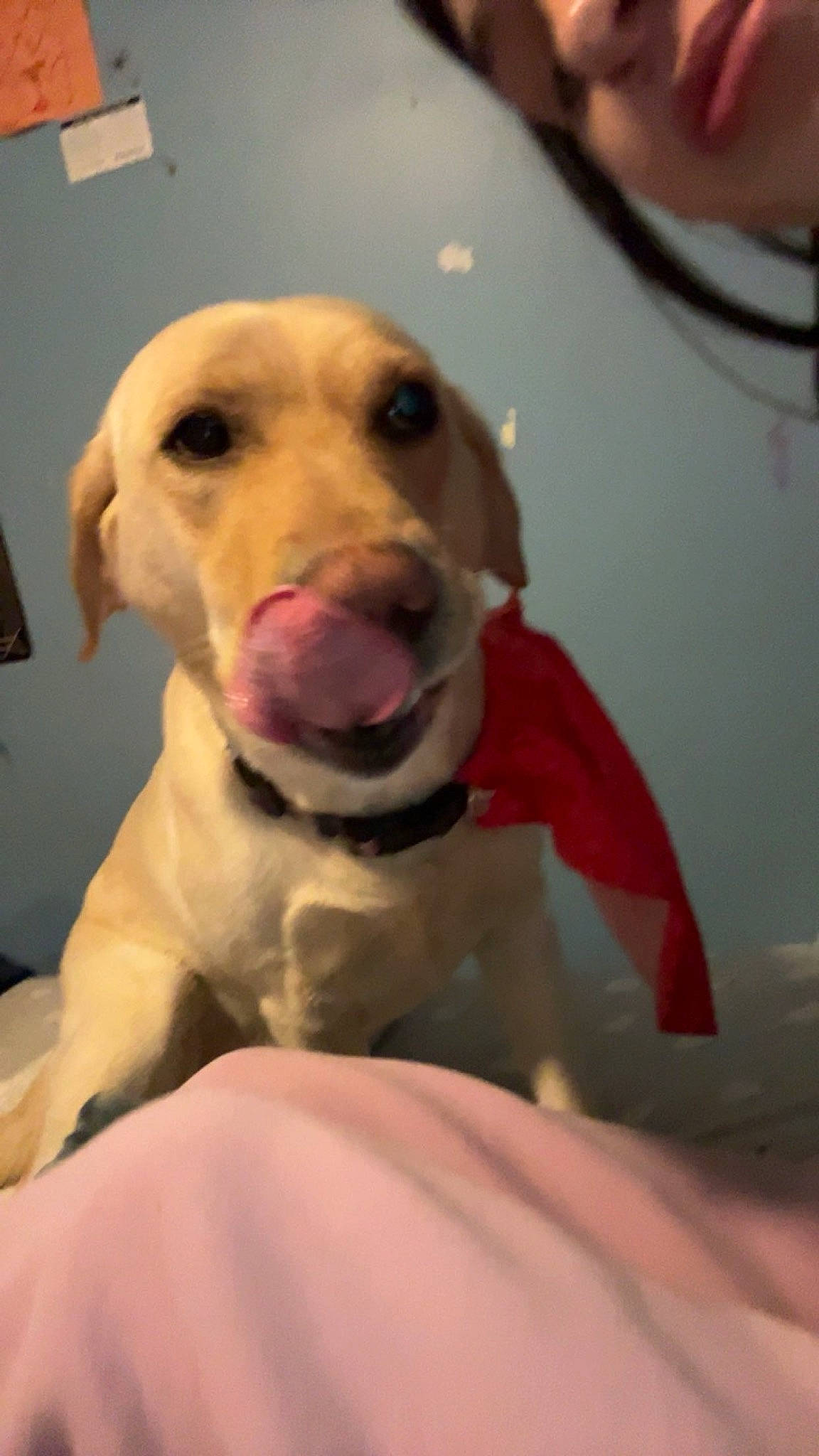 Sadie Mae joined the competition — help win amazing prizes! canidae, carnivore, collar, companion_dog, dog, dog_breed, dog_collar, dog_supply, ear, fawn, fur, guard_dog, jaw, pet_supply, puppy_love, retriever, snout, sporting_group, whiskers, working_animal