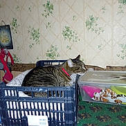 Lilou a rejoint le concours — aidez-le/la à gagner de superbes lots ! cat, tabby_cat, plastic_crate, blanket, shelf, wallpaper, floral_wallpaper, plastic_box, toy_puppies, red_collar, indoor, pet, resting, sleeping, fabric, metal_grate, leash, sticker_label, green_rug, household