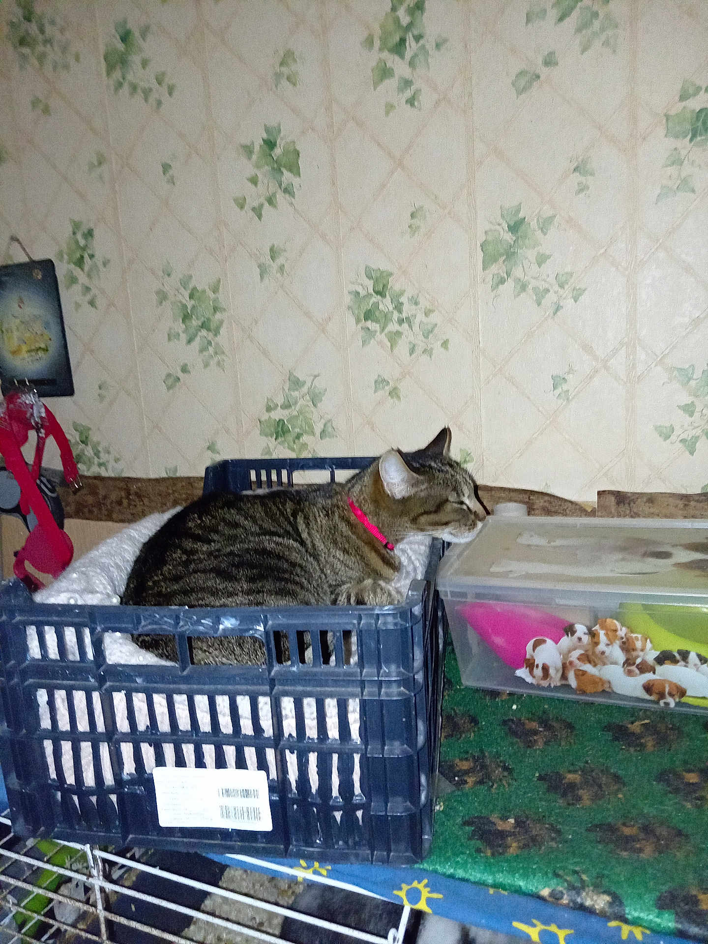 Lilou a rejoint le concours — aidez-le/la à gagner de superbes lots ! cat, tabby_cat, plastic_crate, blanket, shelf, wallpaper, floral_wallpaper, plastic_box, toy_puppies, red_collar, indoor, pet, resting, sleeping, fabric, metal_grate, leash, sticker_label, green_rug, household