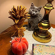 Misty joined the competition — help win amazing prizes! cat, kitten, gray_cat, fluffy, pet, animal, portrait, sitting, indoors, table, lamp, golden_lamp, decorative_pumpkin, dried_flowers, autumn_decor, crochet, table_runner, wooden_table, still_life, home_decor