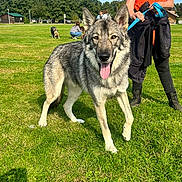 Kuma participe au concours pour gagner de l'argent avec cette photo : dog, wolf_like_dog, canine, park, grass, leash, person, owner, boots, trees, people_in_background, tongue_out, happy, close_up, outdoor, sunshine, walking, field, pet, playful