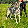 dog, wolf_like_dog, canine, park, grass, leash, person, owner, boots, trees, people_in_background, tongue_out, happy, close_up, outdoor, sunshine, walking, field, pet, playful