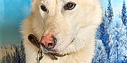 Natsu a rejoint le concours — aidez-le/la à gagner de superbes lots ! dog, canine, white_dog, closeup, portrait, leash, collar, brown_eyes, erect_ears, fur, nose, studio_backdrop, winter_scene, snow_trees, blue_sky, pet, domestic_animal, sitting, leash_clip, indoor