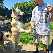 Natsu participe au concours pour gagner de l'argent avec cette photo : dog, second_dog, person, man, backyard, grass, sunny, collar, standing_on_hind_legs, large_dog, playful, paw_shake, snack, interaction, wooden_deck, fence, trees, casual_clothing, tshirt, shorts