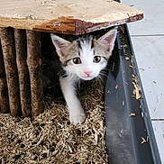 Pikachu a rejoint le concours — aidez-le/la à gagner de superbes lots ! kitten, cat, wood_shelter, wood_shavings, tray, curious, indoor, pet, animal, small, young, feline, cute, exploring, floor_tiles, white, brown, black, pink_nose, ears