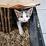 kitten, cat, wood_shelter, wood_shavings, tray, curious, indoor, pet, animal, small, young, feline, cute, exploring, floor_tiles, white, brown, black, pink_nose, ears