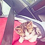 kitten, cat, animal, pet, car_interior, seatbelt, jacket, person, red_clothing, window, tree, daylight, closeup, cozy, snug, young_animal, fur, whiskers, cute, companion