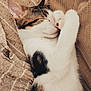 cat, sleeping, paw, fur, tabby, white_fur, striped, cozy, blanket, texture, resting, cute, pet, animal, domestic_cat, relaxed, closeup, indoor, soft, comfort