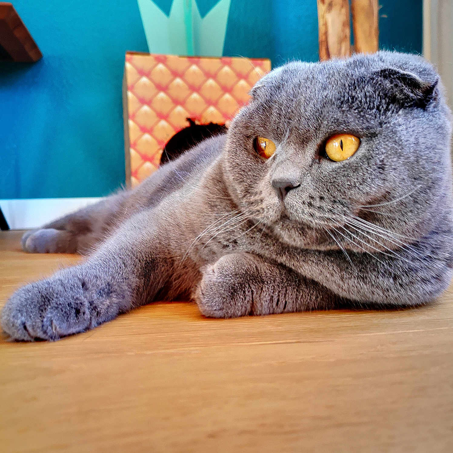 Gaby a rejoint le concours — aidez-le/la à gagner de superbes lots ! abyssinian, animal, architecture, building, cat, computer, electronics, furniture, hardwood, indoors, interiordesign, kitten, livingroom, manx, pet, plywood, room, shelf, stainedwood, wood
