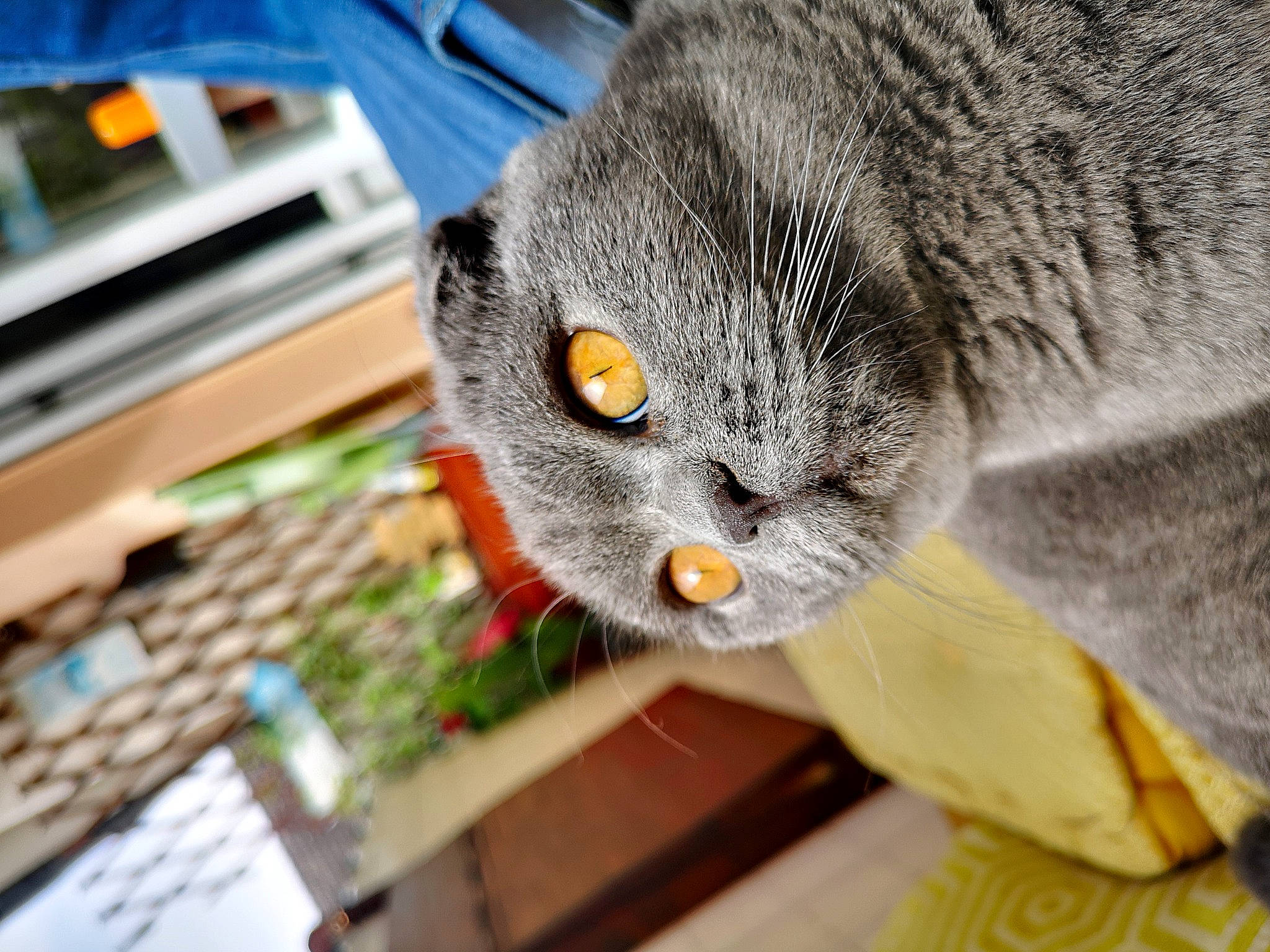 Gaby a rejoint le concours — aidez-le/la à gagner de superbes lots ! carnivore, cat, computer_keyboard, domestic_short_haired_cat, engineering, fawn, felidae, fur, grey, mammal, office_equipment, office_supplies, plant, scottish_fold, small_to_medium_sized_cats, tail, terrestrial_animal, vertebrate, whiskers, wood