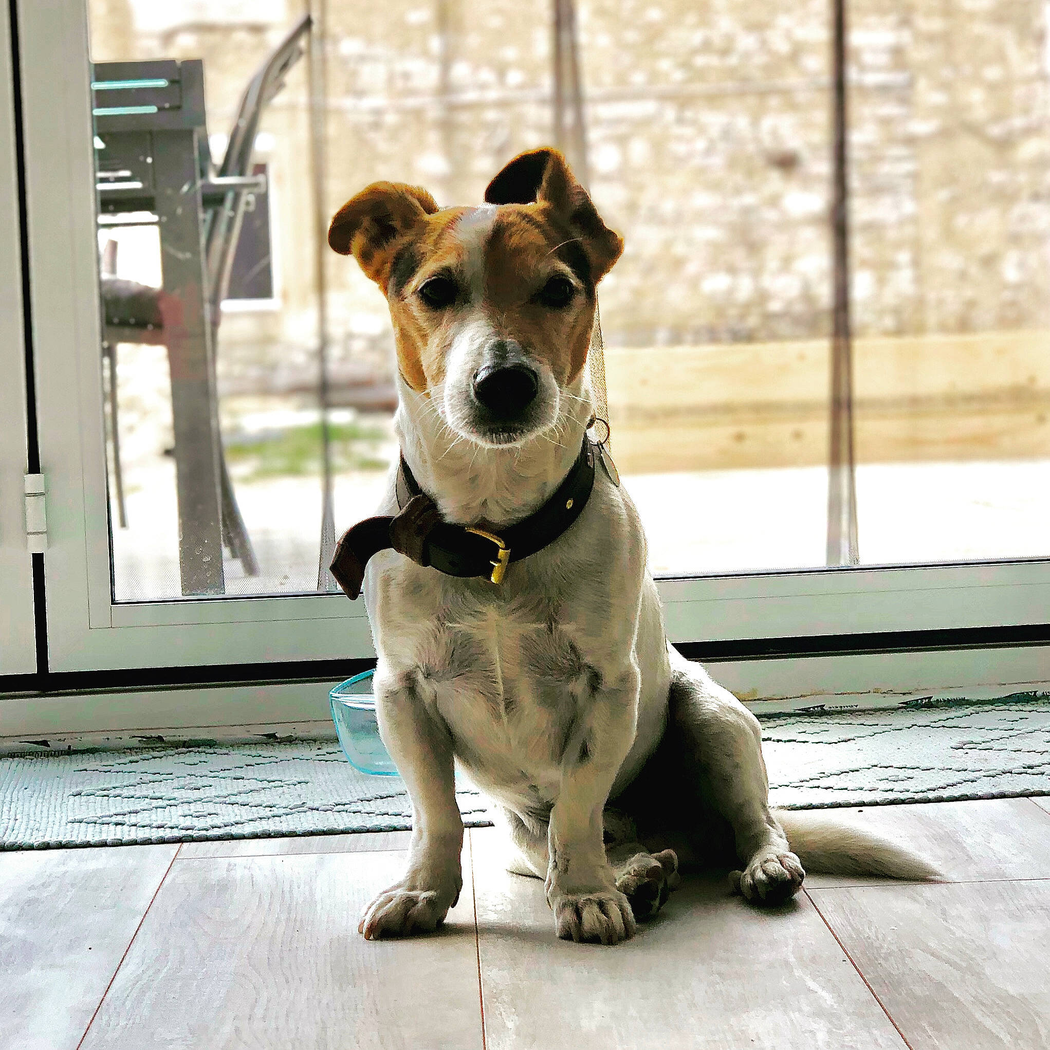 Eliote a rejoint le concours — aidez-le/la à gagner de superbes lots ! ancient_dog_breeds, carnivore, collar, companion_dog, dog, dog_breed, dog_collar, dog_supply, fawn, flooring, leash, pet_supply, snout, sporting_group, street_dog, terrestrial_animal, terrier, whiskers, wood, working_animal