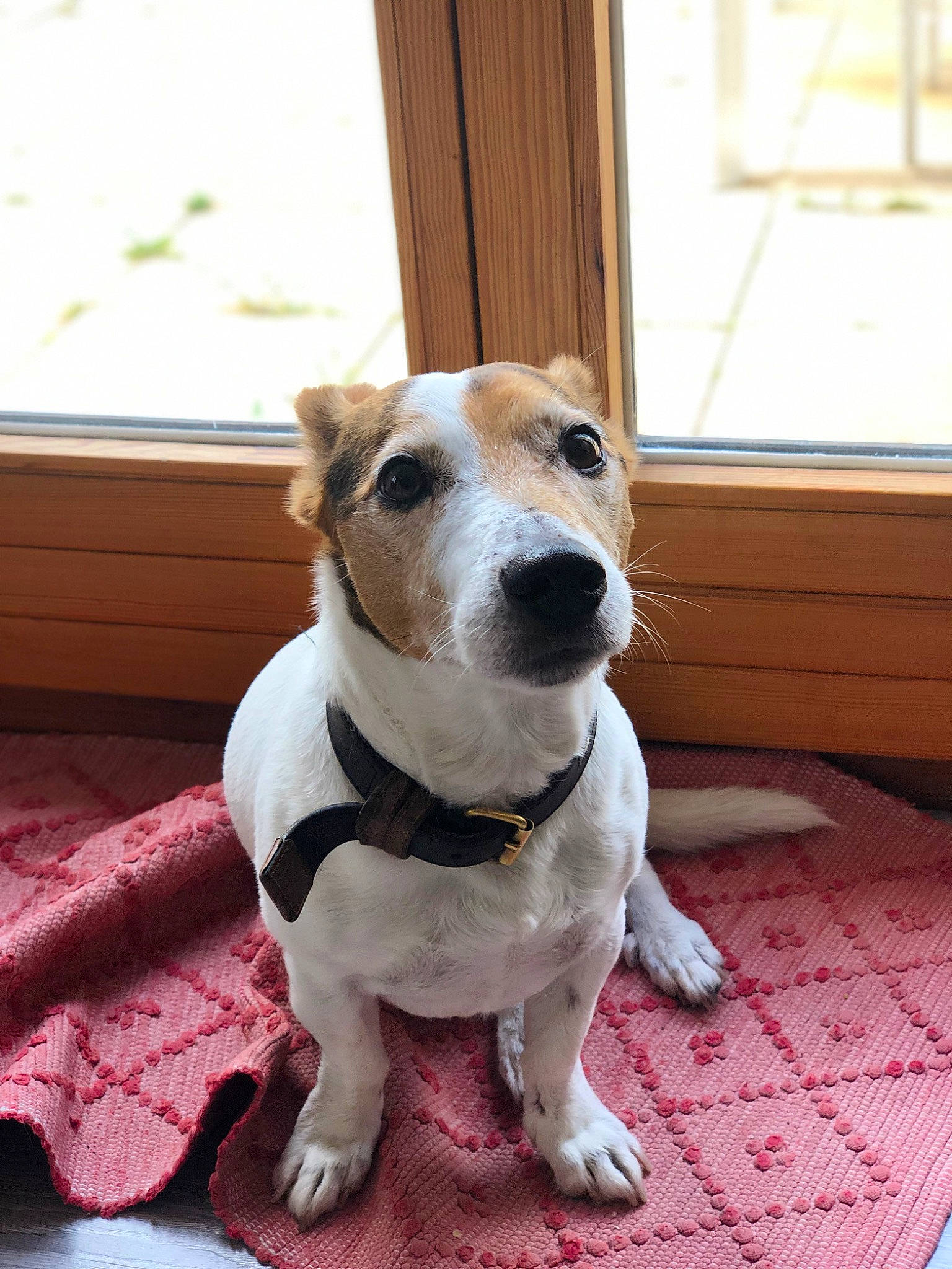 Eliote participe au concours pour gagner de l'argent avec cette photo : carnivore, collar, companion_dog, couch, dog, dog_breed, dog_collar, dog_supply, fawn, flooring, fur, leash, pet_supply, snout, sporting_group, terrier, whiskers, window, wood, working_animal