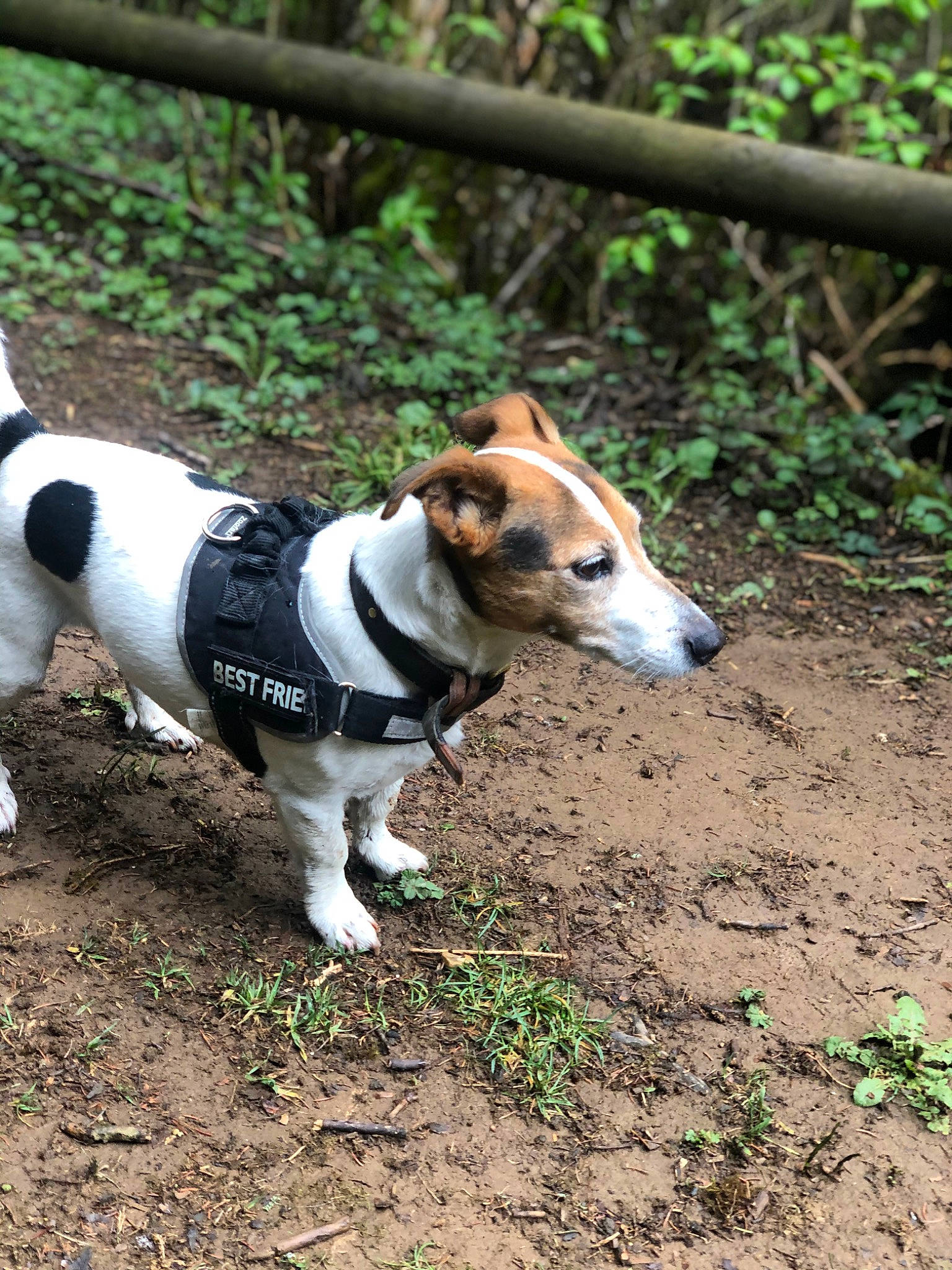 Eliote a rejoint le concours — aidez-le/la à gagner de superbes lots ! canidae, carnivore, collar, companion_dog, dog, dog_breed, dog_supply, fawn, fence, grass, leash, pet_supply, plant, scent_hound, snout, soil, sporting_group, tail, terrestrial_animal, working_animal