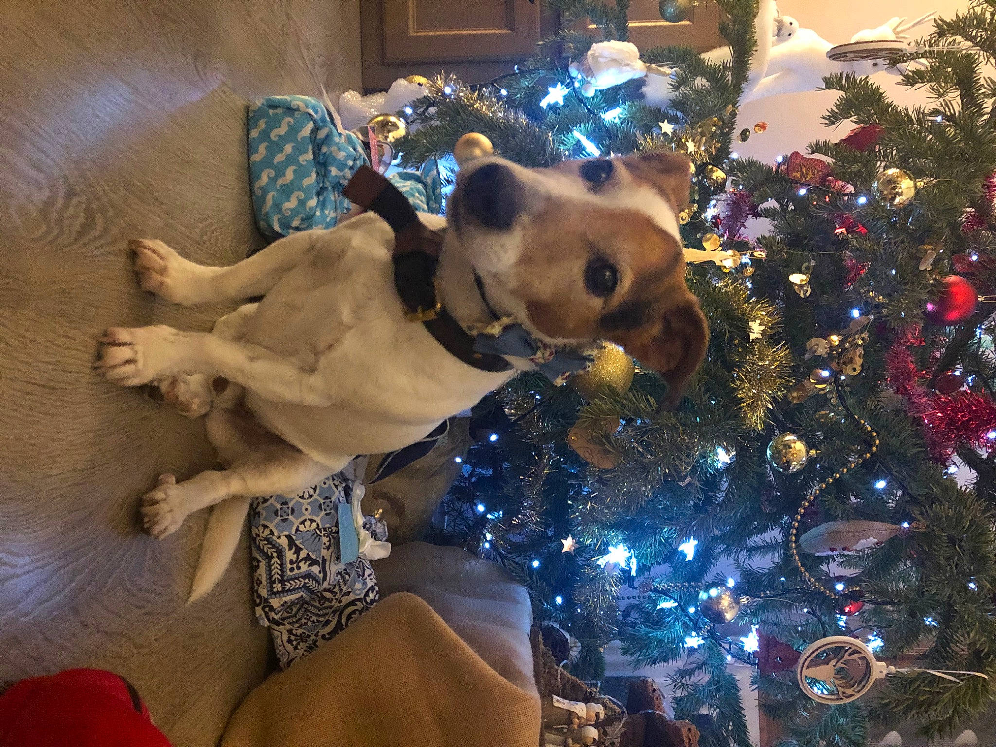 Eliote participe au concours pour gagner de l'argent avec cette photo : carnivore, christmas, christmas_decoration, christmas_ornament, christmas_tree, companion_dog, dog, dog_breed, dog_collar, event, evergreen, fawn, fun, holiday_ornament, ornament, plant, snout, toy_dog, tree, working_animal