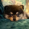 Queen a rejoint le concours — aidez-le/la à gagner de superbes lots ! bed, blanket, bokeh, close_up, cozy, cute, dog, eyes, face, fur, indoor, looking_at_camera, nose, pomeranian, portrait, puppy, resting, shallow_depth_of_field, small_pet, soft_texture