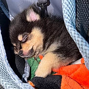 Queen a rejoint le concours — aidez-le/la à gagner de superbes lots ! black_and_tan, blanket, carrier, close_up, closed_eye, cozy, dog, fabric, fur, nose, paw, pet, plush, portrait, puppy, sleeping, small_animal, snout, soft_texture, strap