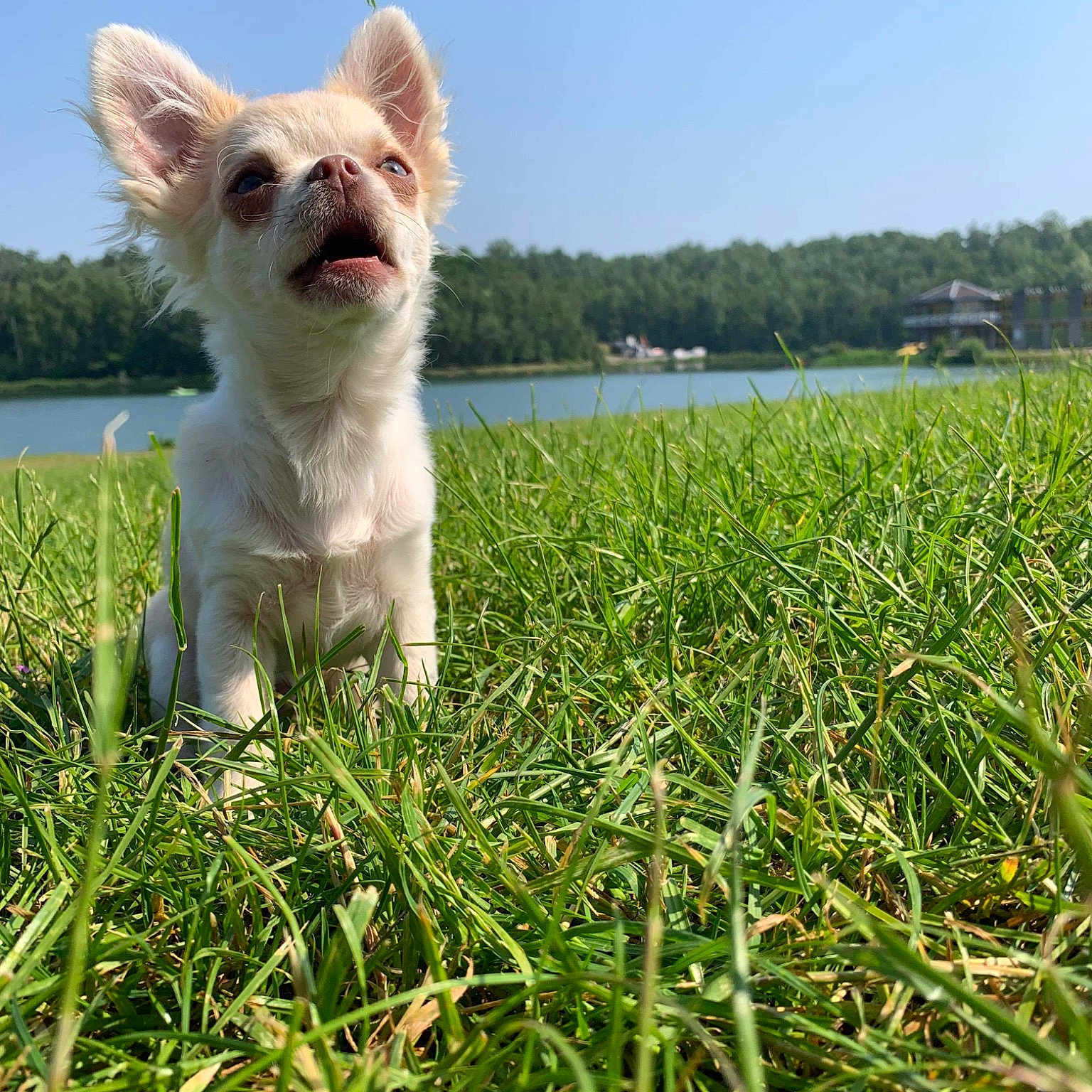 Mylo