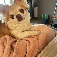 Mylo participe au concours pour gagner de l'argent avec cette photo : blanket, chihuahua, container, cozy, dog, ears, fur, indoors, living_room, long_fur, paw, pet, pink_blanket, portrait, radiator, relaxed, shelf, small_dog, tongue, window_light