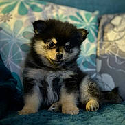 Queen participe au concours pour gagner de l'argent avec cette photo : black_fur, blanket, closeup, couch, cozy, cute, dog, eyes, fluffy, fur, home_interior, indoor, paws, pet, pillow, pomeranian, portrait, puppy, sitting, tan_markings