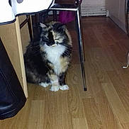 Choupette participe au concours pour gagner de l'argent avec cette photo : canidae, carnivore, cat, dog_breed, fawn, felidae, floor, flooring, hardwood, kitten, laminate_flooring, norwegian_forest_cat, small_to_medium_sized_cats, tail, whiskers, wood_flooring