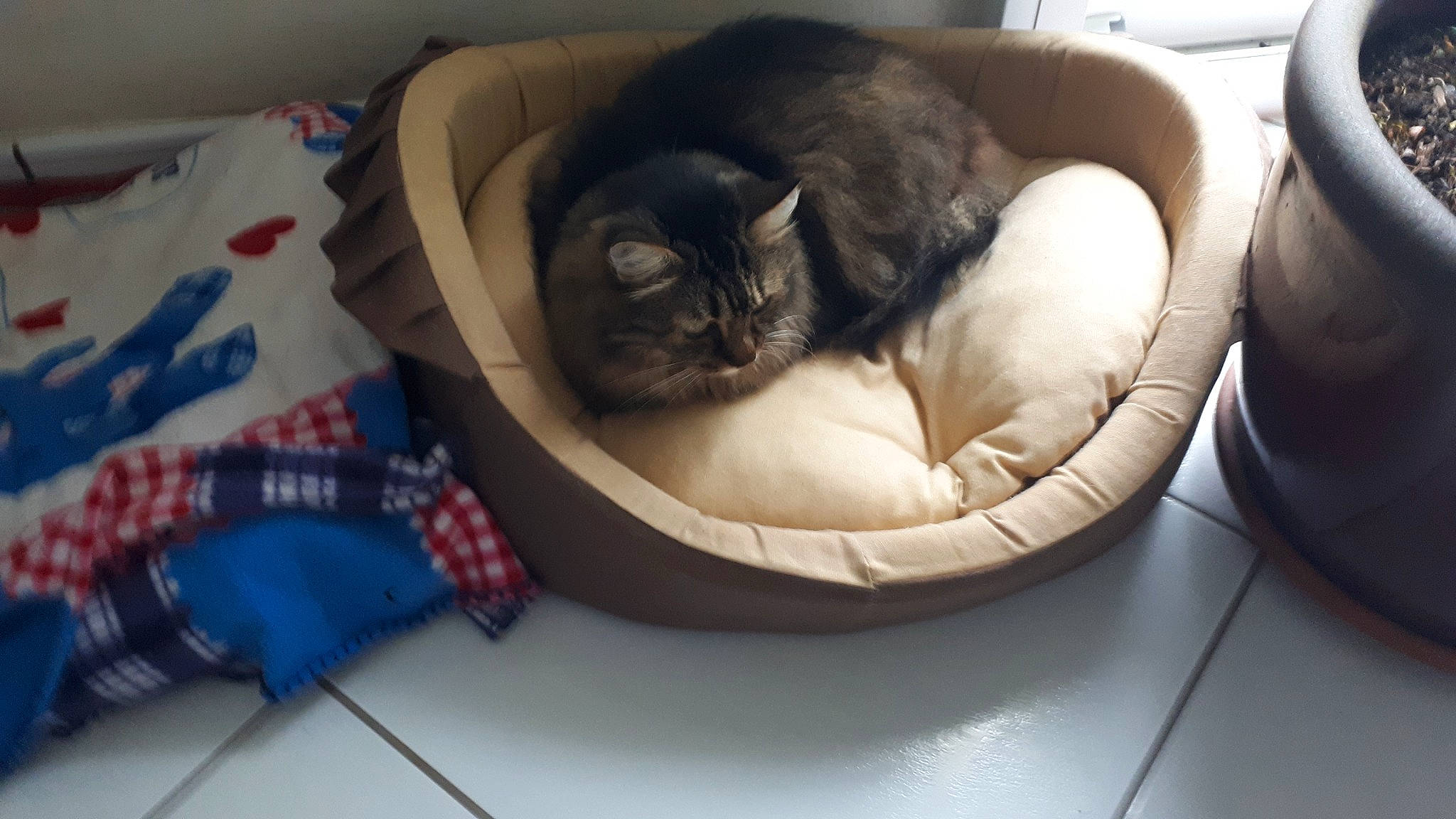 Orson a rejoint le concours — aidez-le/la à gagner de superbes lots ! bag, baggage, basket, box, carnivore, cat, cat_bed, cat_supply, comfort, felidae, fur, luggage_and_bags, nap, ottoman, room, shipping_box, small_to_medium_sized_cats, whiskers